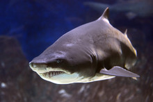 Shark With Big Teeth In A Huge Aquarium