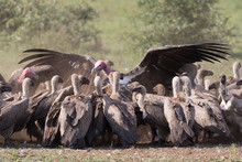 Lappet-faced Vulture Domination