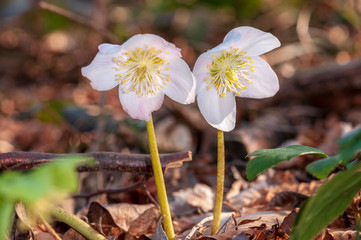 Helleborus flower with stamen in forest