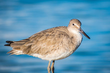 A Brown Sandpipers In Anna Maria Island, Florida