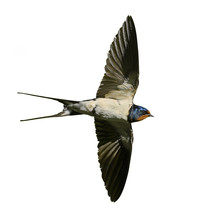 Swallow In Flight Isolated On White.