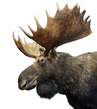 Moose (or Elk) With Huge Antlers Isolated On White.