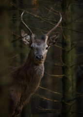 Fototapete - Open range Red Deer Stag in natural enviroment.