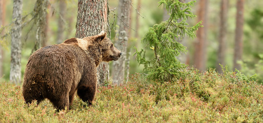 Wall Mural - european brown bear (ursus arctos) in taiga forest landscape at summer