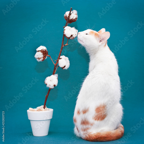 Chat Blanc Et Roux Sent Une Fleur De Coton Blanche Et Douce Devant Un Fond Uni Bleu Vert Stock Photo Adobe Stock