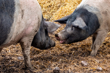 Fun and cute scene with two pigs in a barn facing each other communicating and making contact.