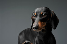 Portrait Of An Adorable Black And Tan Short Haired Dachshund