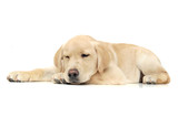 Fototapeta Mapy - An adorable Labrador Retriever puppy sleeping on white background.
