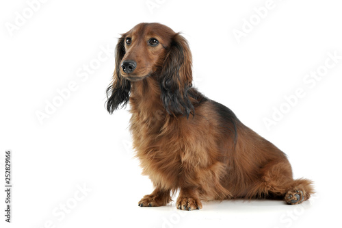 Long Haired Red Dachshund In A White Studio Buy This Stock Photo