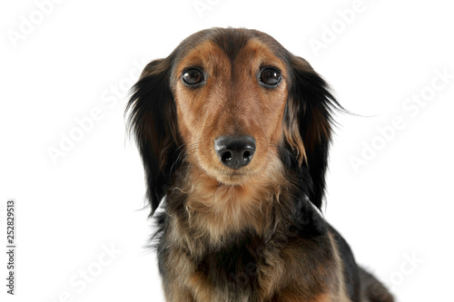 Long Haired Red Dachshund In A White Studio Buy This Stock Photo