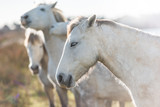 Fototapeta Konie - horses in Camargue, France