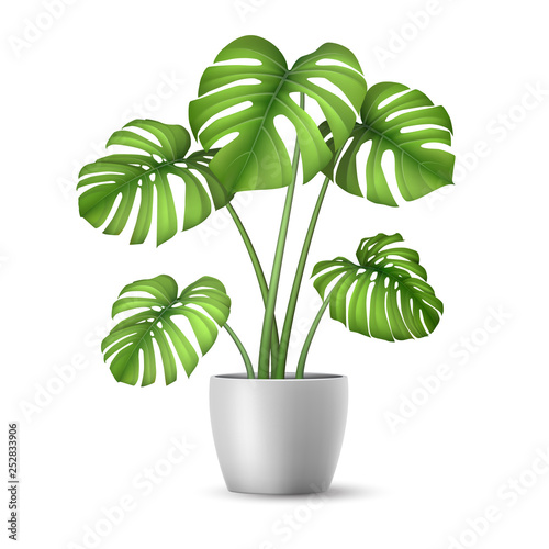 Cuadros en Lienzo Monstera in a flower pot isolated