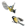two birds tit and blue tit flying isolated on white background in various poses and types