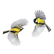 two small songbirds tit fly widely spreading feathers and wings on a white isolated background in various poses and views