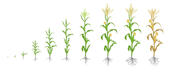 Growth stages of Maize plant. Corn phases. Vector illustration. Zea mays. Ripening period. The life cycle. Use fertilizers. On white background.