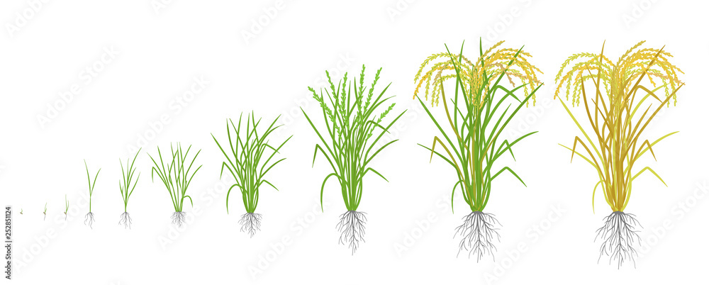 How Rise Is Grown Growth stages of rice plant. Rice increase phases. Vector illustration ...