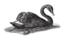 Black Swan (Cygnus Atratus) / Vintage Illustration From Meyers Konversations-Lexikon 1897 
