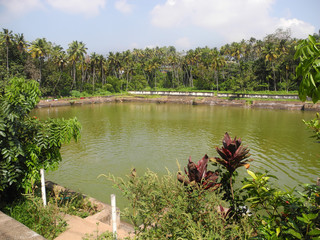 Temple pond, Trivandrum, Kerala