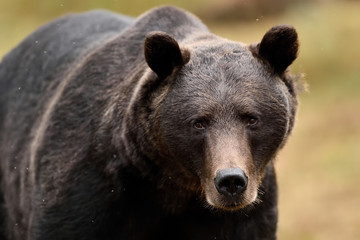 Wall Mural - european brown bear portrait in forest. dark brown bear portrait.
