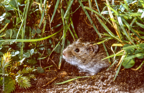 Cuadros en Lienzo common vole looking out of burrow, close