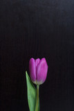 Fototapeta Tulipany - Spring flowers. One pink tulip on a dark background.