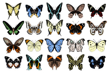 Canvas Print - Hand drawn butterflies collection