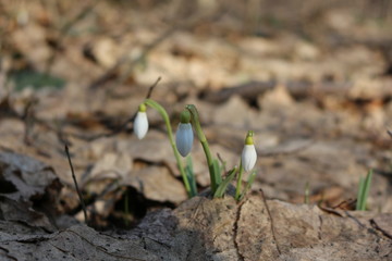 The first spring flowers - snowdrops bloomed in the forest