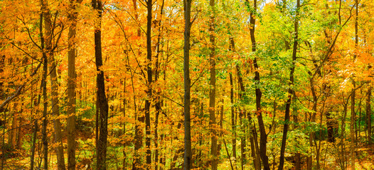 Wall Mural - fall trees backlite