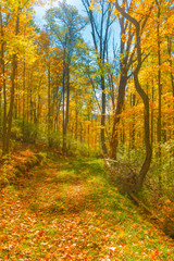 Wall Mural - hiking trail with fall leaves