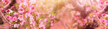 Background Of Spring Blossom Tree With Pink Beautiful Flowers. Selective Focus