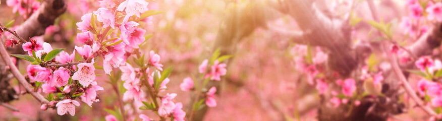 background of spring blossom tree with pink beautiful flowers. selective focus