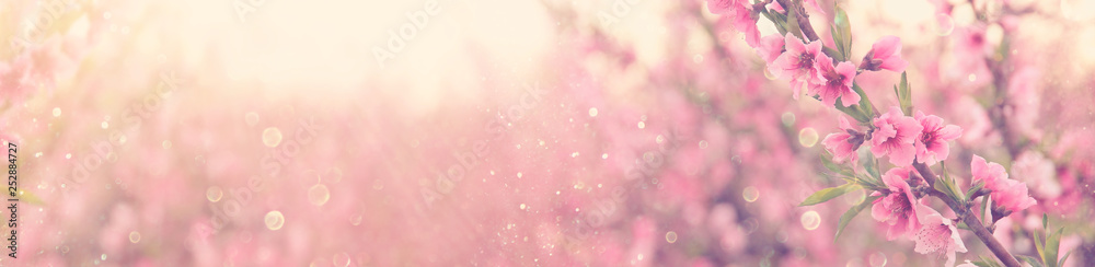 abstract and dreamy banner background of of spring blossoms tree with pink flowers. selective focus. glitter overlay - obrazy, fototapety, plakaty 