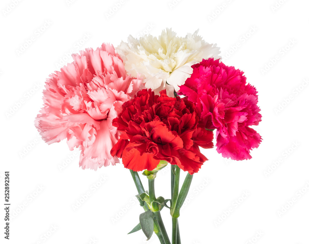 Carnation bouquet - obrazy, fototapety, plakaty 