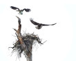 Pair of Osprey Fly From Their Nest After Being Spooked on a Cloudy Overcast Day