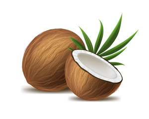 Poster - Realistic 3d Detailed Whole Coconut, Half and Green Leaf. Vector