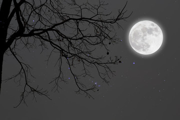 Wall Mural - Dead branches with fullmoon and star.winter.