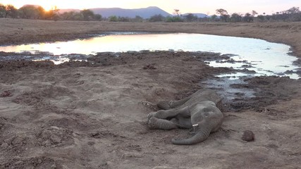 a dead poached young elephant lies beside a watering hole on the plains of africa a victim of poachi