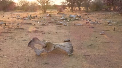 the dead skeleton remains of a poached african elephant sit on the dry plains of africa.