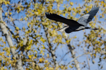 Canvas Print - Great Blue Heron Flying Past the Autumn Tree