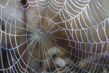 spider web with water drops of dew