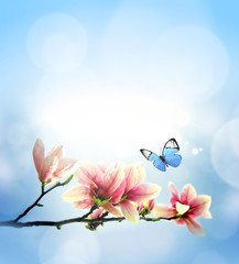 Wall Mural - view of beautiful magnolia and butterfly with blue sky background. spring and summer concept.