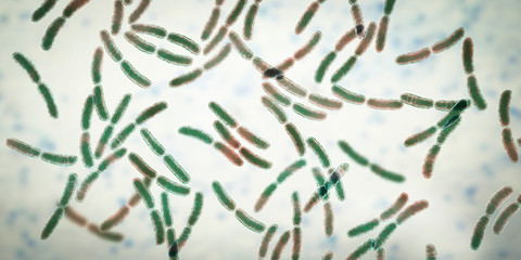 Poster - Bacteria Lactobacillus, 3D illustration. Normal flora of small intestine, lactic acid bacteria. Probiotic bacterium