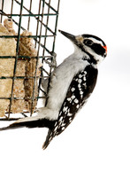 Nice Photo Of A Male Hairy Woodpecker (Leuconotopicus Villosus) Isolated On White Clinging To A Suet Cage Eating.