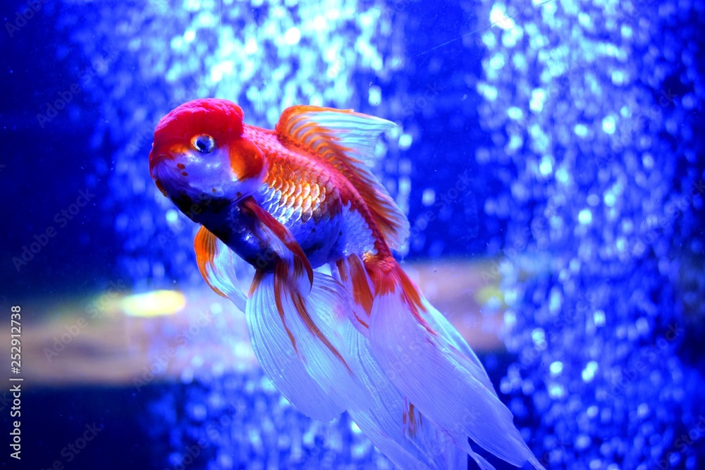 The goldfish (Carassius auratus) is a freshwater fish in the family ...