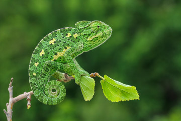 Wall Mural - green chameleon