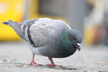 Foraging City Pigeon Columba Livia Domestica Holding Grain In Its Beak And Walking On The Ground In Front Of A Blurry Yellow Bus