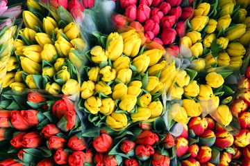 Wall Mural - Beautiful colorful tulips in the garden. Netherlands