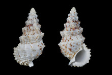 Cerithium Echinatum