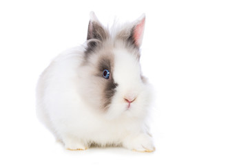 Wall Mural - Cute dwarf rabbit