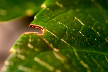 A close-up view on a green leaf with nice textures